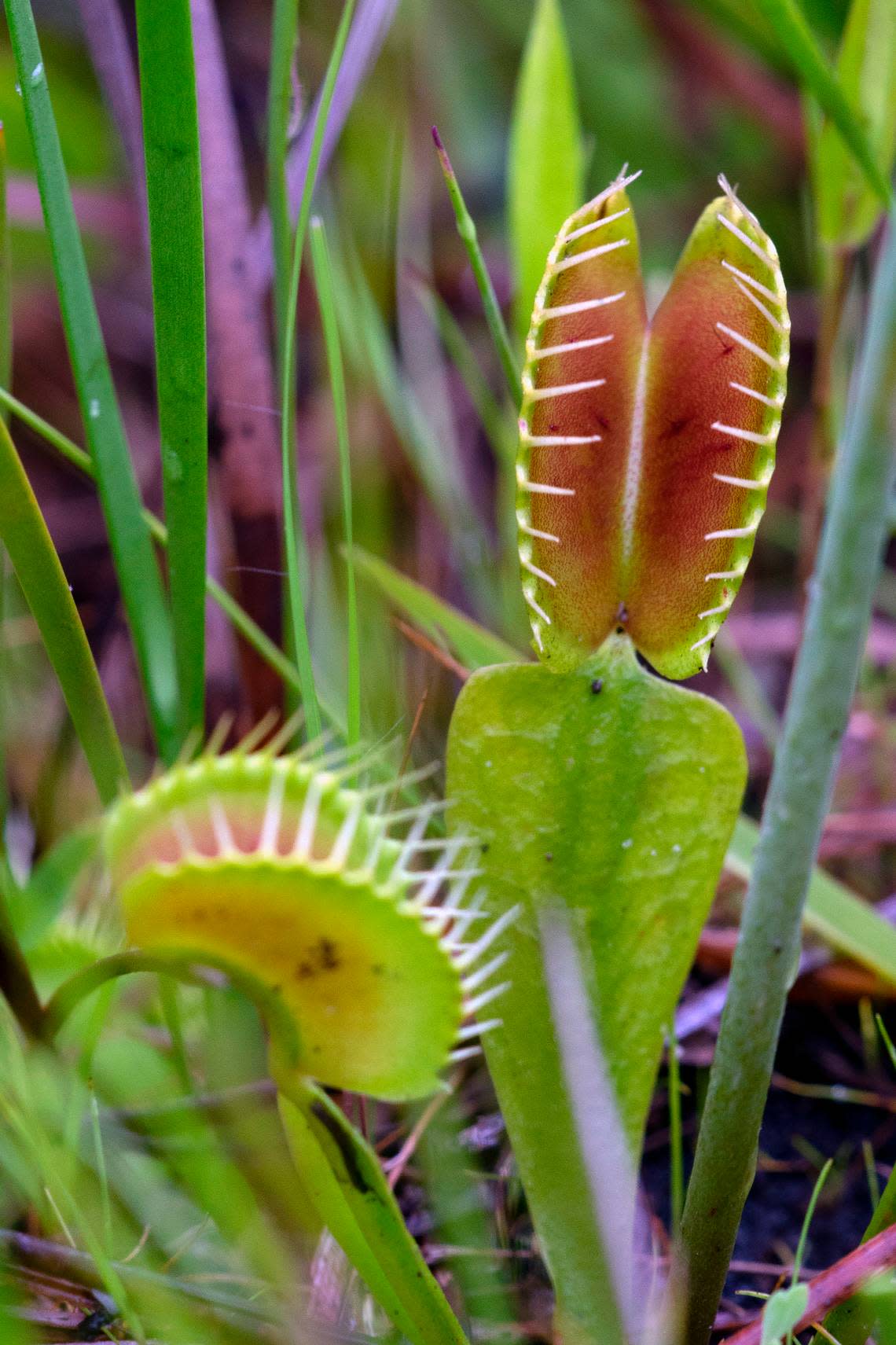 The insect-eating Venus flytrap is found naturally in a 90-mile radius around Wilmington. Earlier this month, a wildfire burned through the Green Swamp Preserve, a key habitat for the rare plant, but managers of the preserve say the fire could provide a long-term boost.