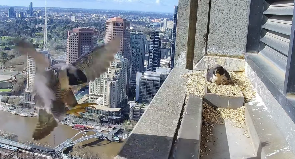 Two peregrine falcons at the nesting site in Melbourne in 2022. 