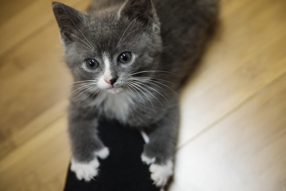 Poldactyl kitten