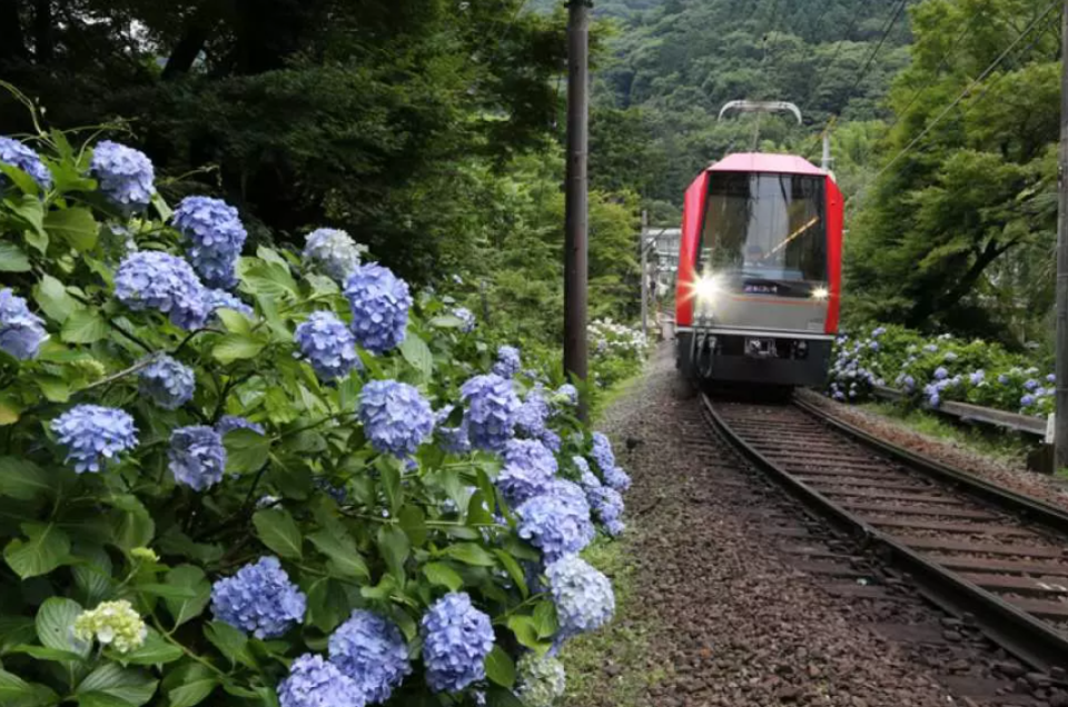 東京旅遊｜繡球花絕美花海一日遊！東京出發遊繡球花花池＋箱根繡球花電車