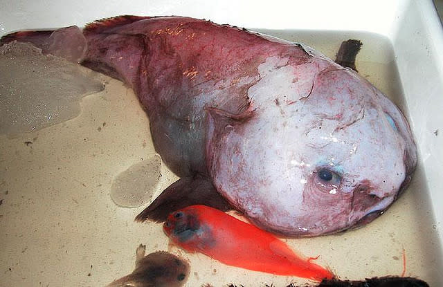 blobfisch1.jpg