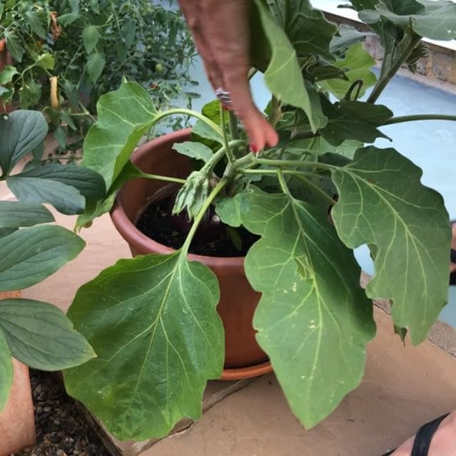 10) Aubergines, tomatoes and peppers