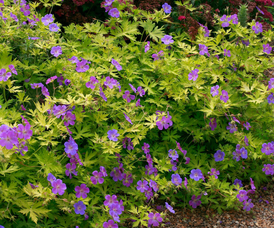 hardy geraniums Blue Sunrise flowering in border display