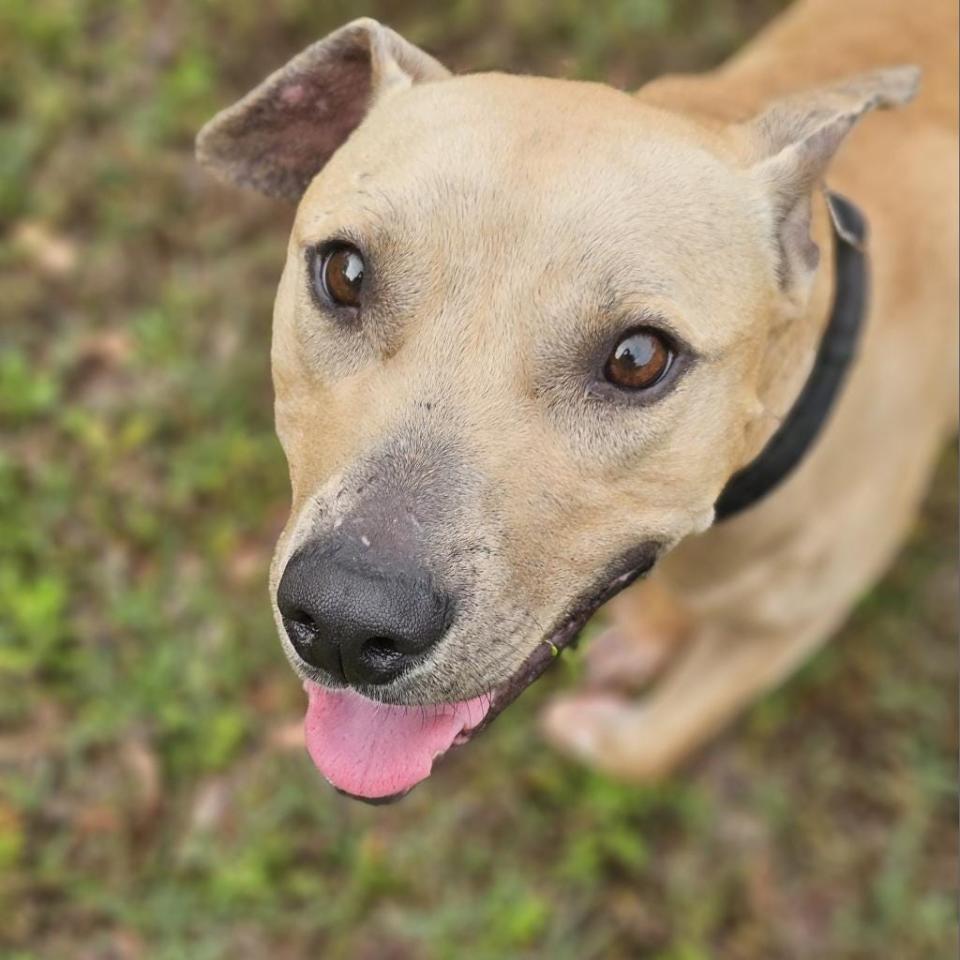 Archie is the tail-wagging, floppy-eared friend you’ve been waiting for. He's a 1-year-old mix of bulldog charm and black mouth cur curiosity. Because he's still young, his manners are a work in progress. He's comfortable with other dogs.