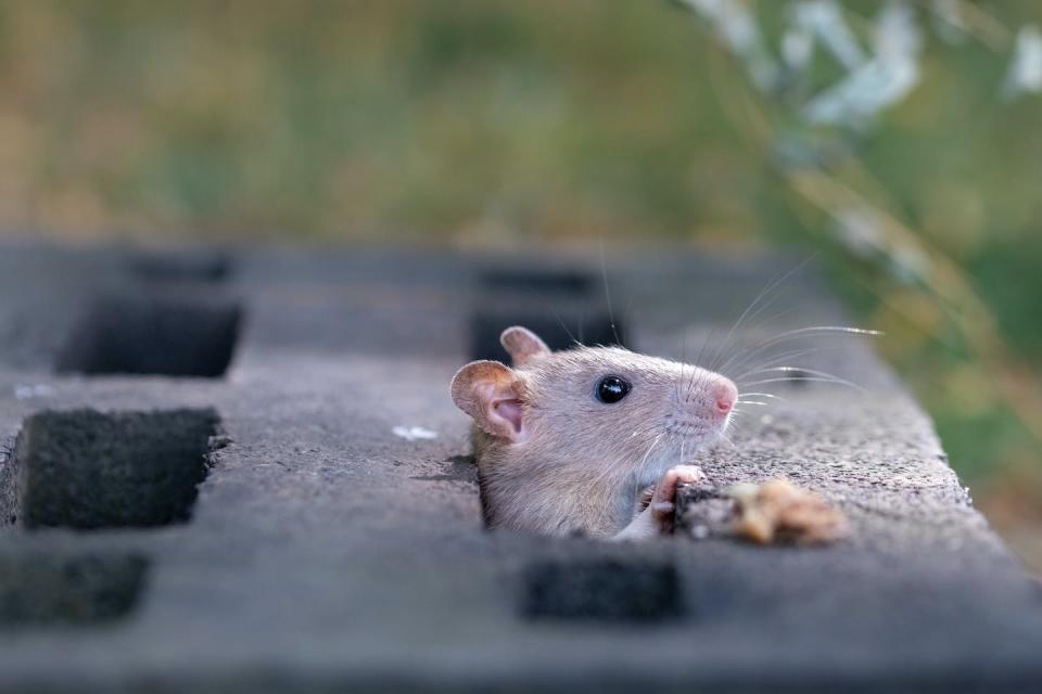 Es hora de plantearse si hay formas menos violentas de convivir con las ratas. <a href="https://www.shutterstock.com/image-photo/cute-gray-rat-looking-out-hole-1148729435" rel="nofollow noopener" target="_blank" data-ylk="slk:TashaBubo/Shutterstock;elm:context_link;itc:0;sec:content-canvas" class="link ">TashaBubo/Shutterstock</a>