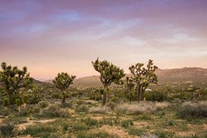 Mojave mid-elevation mixed desert scrub
NatureServe Global Status: Vulnerable (G3)
Photo by Sundry Photography