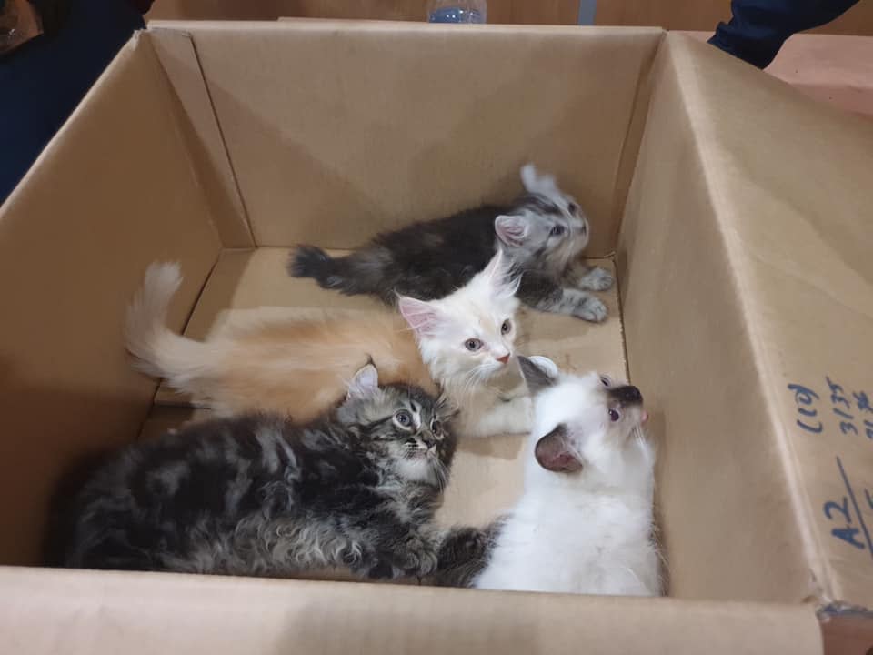 The four kittens found at Tuas Checkpoint on 2 June 2019. (PHOTO: Immigration & Checkpoints Authority)