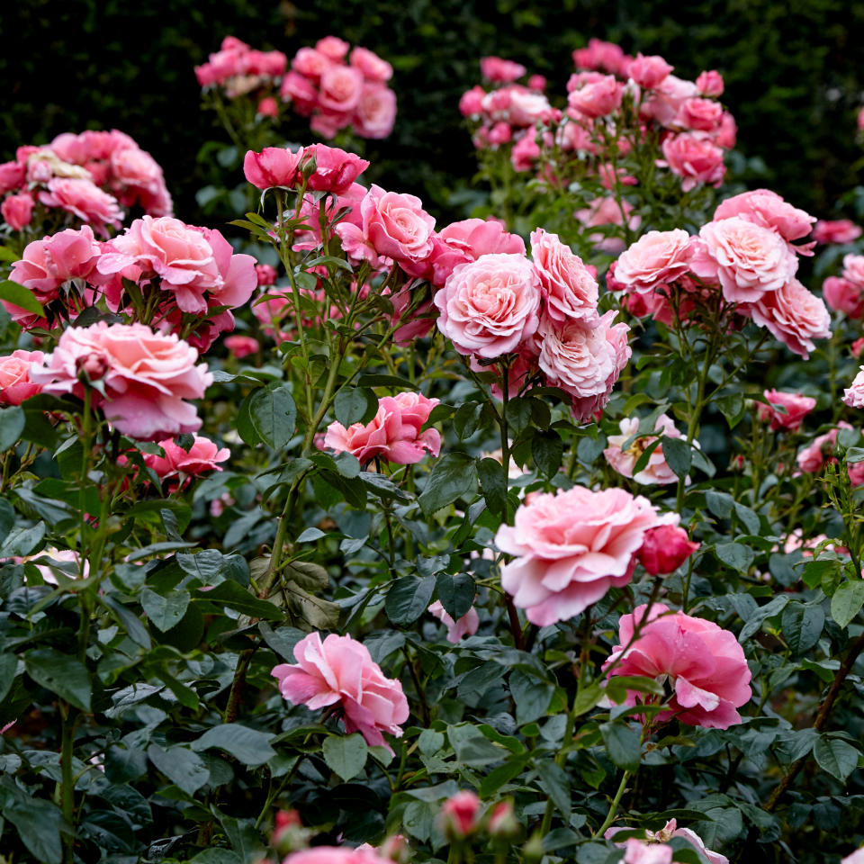 Pink roses in a garden