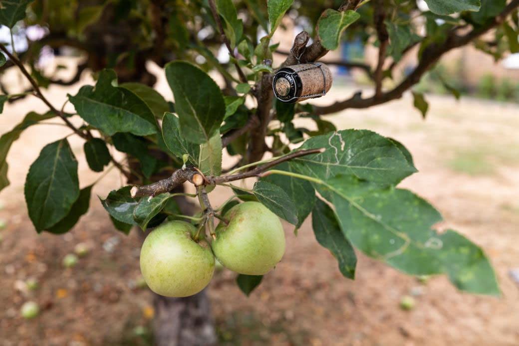 An apple tree