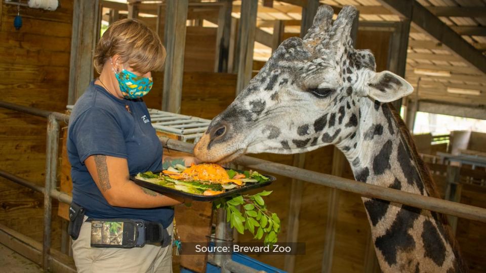 Brevard Zoo’s Rafiki the giraffe is celebrating his 25th birthday on Wednesday.