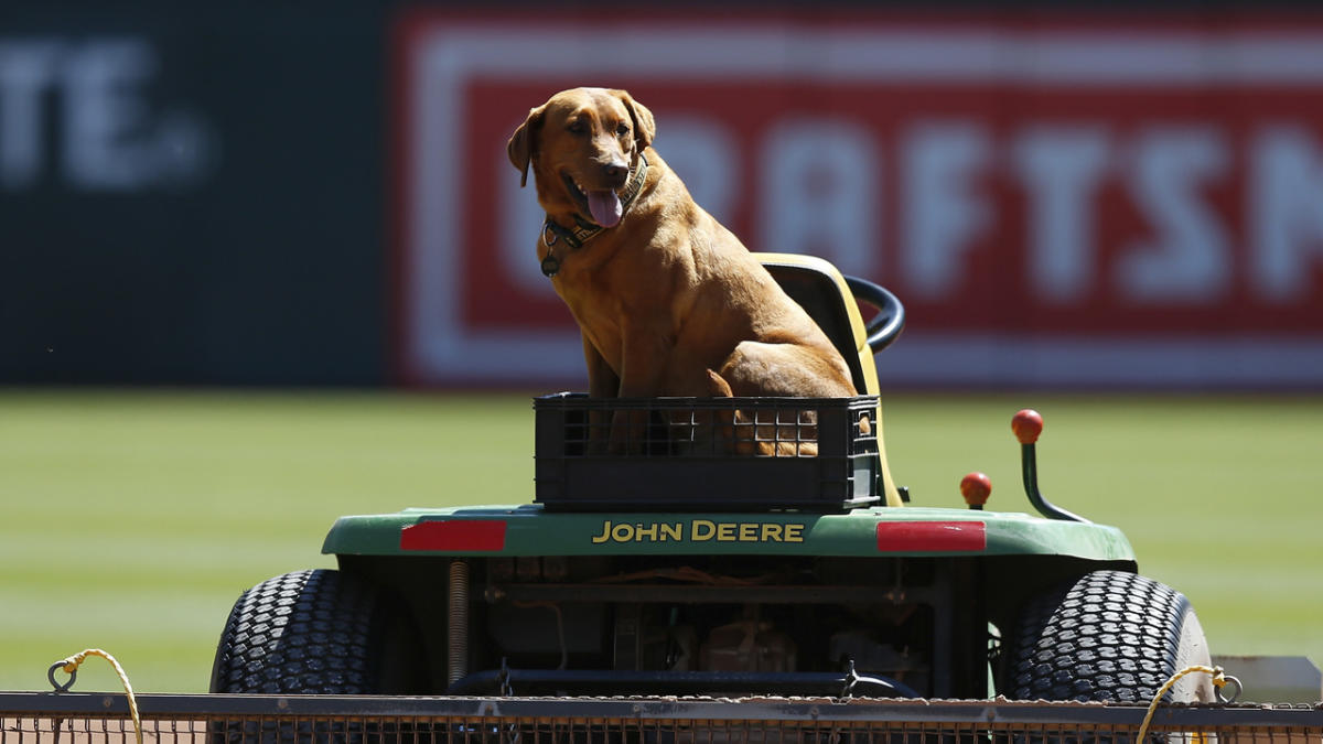 Mariners adopt clubhouse dog Tucker