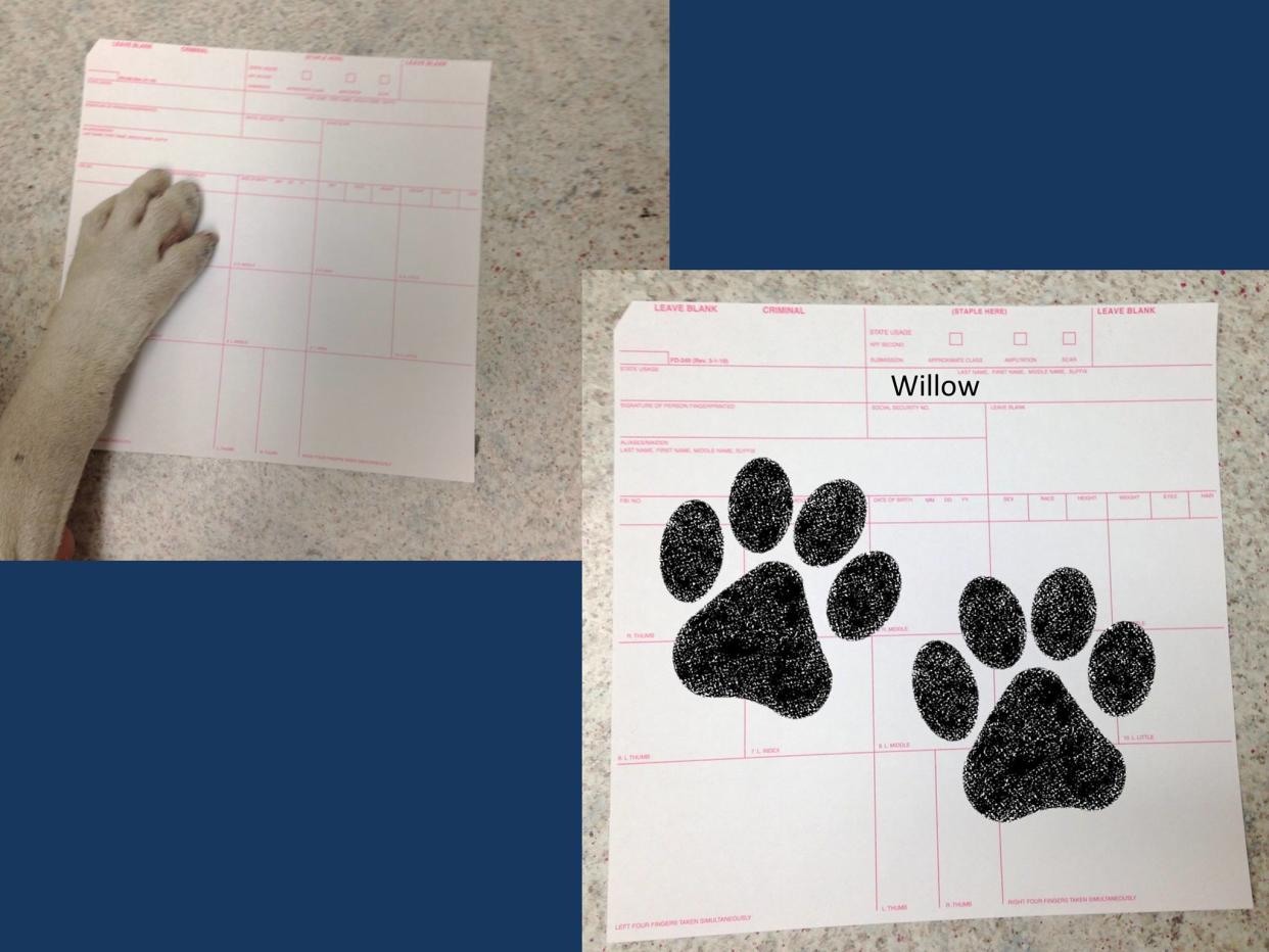 puppy prints