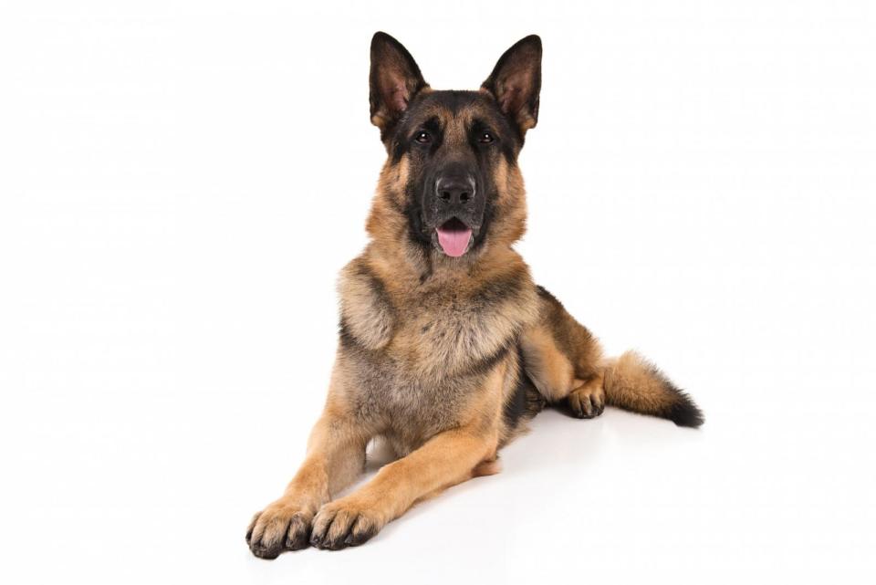 PHOTO: German Shepherd. (American Kennel Club)