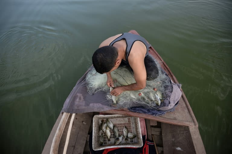 An Egyptian fisherman removes fish from a net on his boat in the waters of the "Pharaonic Sea"