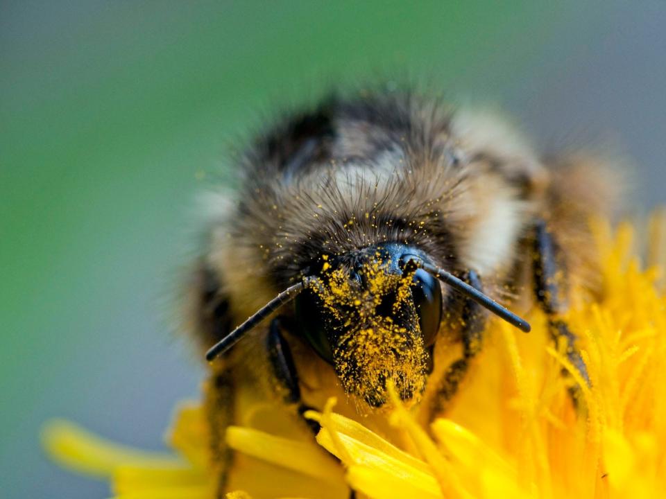 A bumblbee is seen close up, with its face covered in pollen