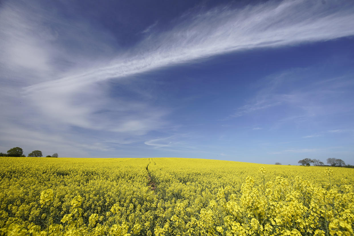 NEWPORT, SHROPSHIRE - APRIL 15: Rapeseed blooms in the Spring sunshine on April 15, 2020 in Newport, Shropshire. Agricultural operations in the UK have been able to continue work amid the quarantine restrictions imposed to control the spread of COVID-19. Many segments of the agricultural industry are worried about the supply of farm labour given the extensive travel bans across Europe, although special charter flights have started to import foreign workers to the UK. (Photo by Christopher Furlong/Getty Images)