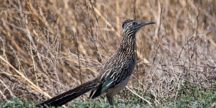 State bird: Chaparral, commonly called the “roadrunner” | Photo Courtesy: NM Sec. of State