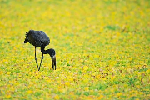Birdlife in Luangwa - Credit: MARCO POZZI PHOTOGRAPHER