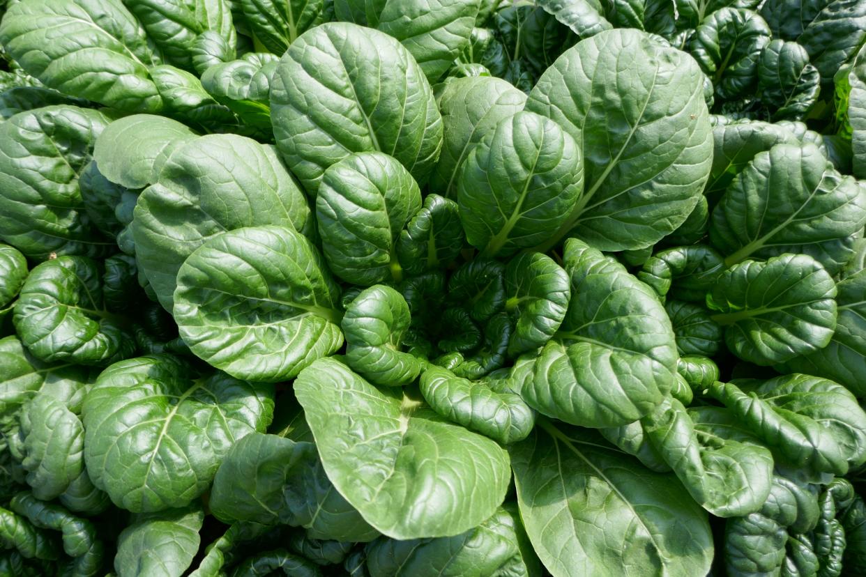 Many of the leafy greens can grow quickly, and individual leaves over time can be harvested — or the entire plant.
