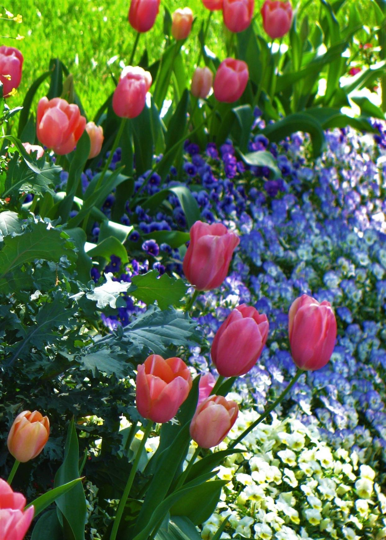 Tulips are the most popular spring-flowering bulb.