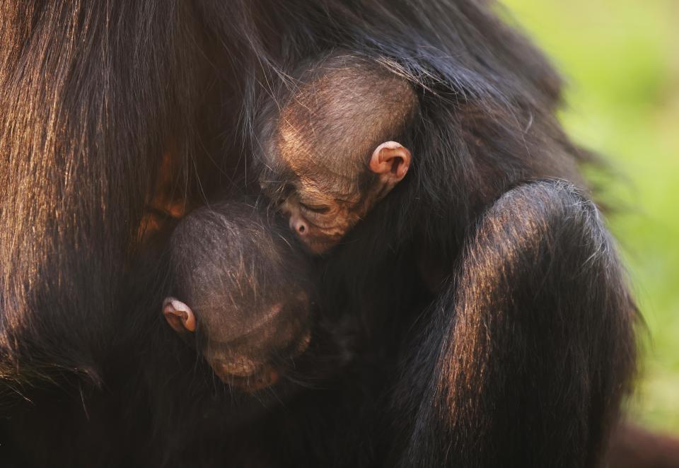 Keepers say they are happy with the monkeys’ progress (Chessington World of Adventures Zoo)