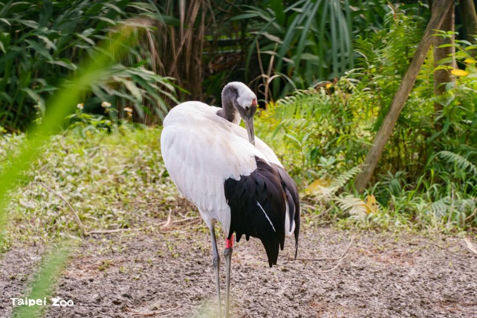 丹頂鶴則是來自雪國象徵，一身白色羽毛搭配翅膀末端黑羽，頭上頂著紅色肉冠。台北市立動物園提供