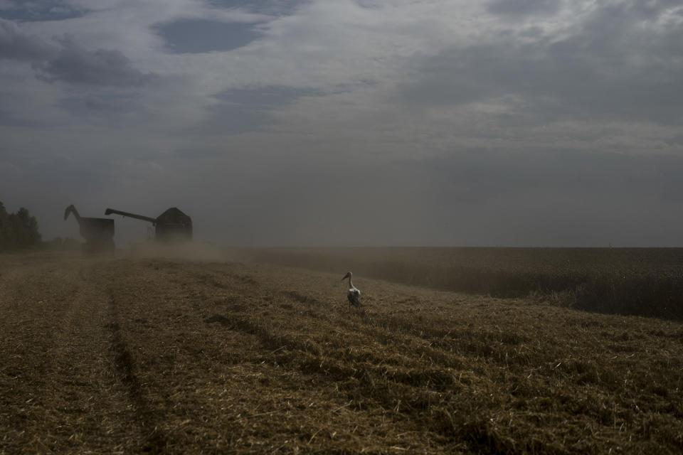 A bird stands on a wheat field as a combine harvests the crops in Cherkasy region, Ukraine, Tuesday, July 25, 2023. The Ukrainian harvest is at its lowest levels in a decade, and the new risks mean Ukrainian farmers are likely to think hard about how much to plant in coming seasons — or whether to plant at all. That will raise food prices around the world. (AP Photo/Jae C. Hong)