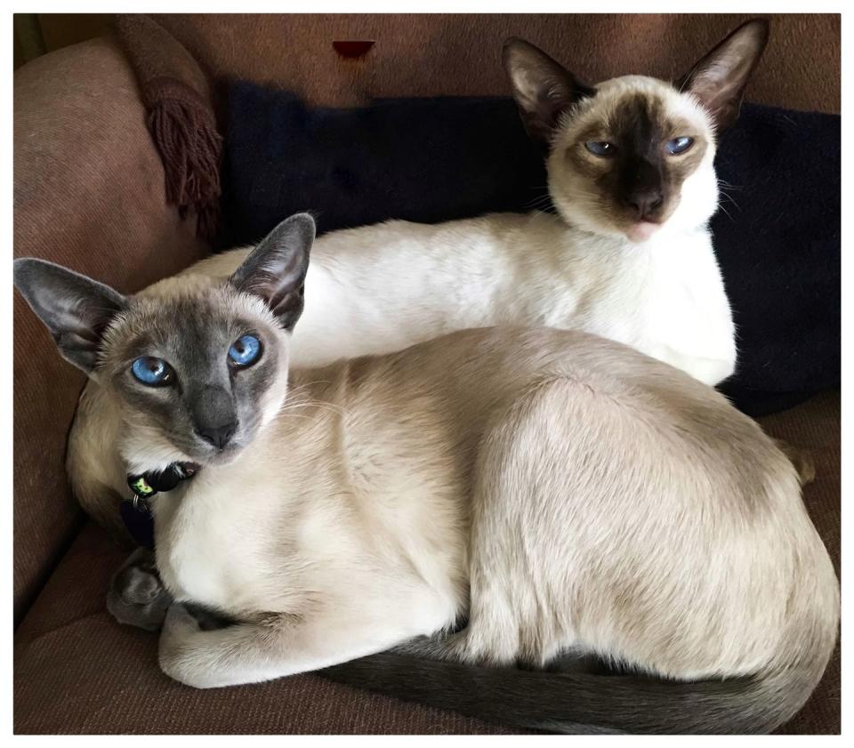 Siamese