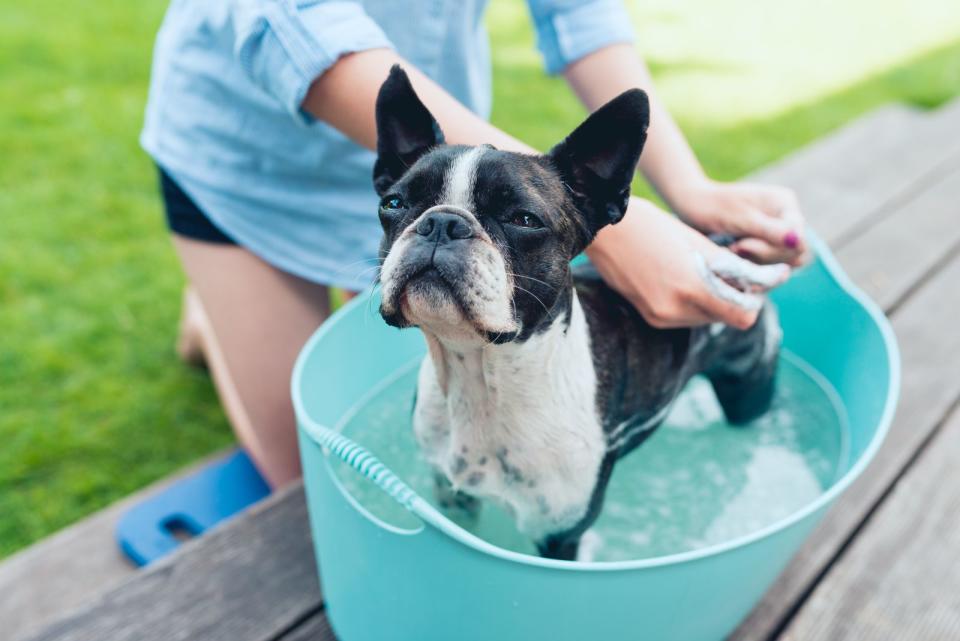 <p>Wenn Sie einen Hund und einen Garten haben, dann baden Sie ihn doch das nächste Mal draußen in der Babywanne, statt in Ihrer eigenen Badewanne. Die Baby-Badewanne ist außerdem ein praktischer Helfer bei der Gartenarbeit als Kiste für Gartenutensilien oder als Behälter für Gartenabfälle. (Bild: iStock/Wojciech Kozielczyk)</p> 
