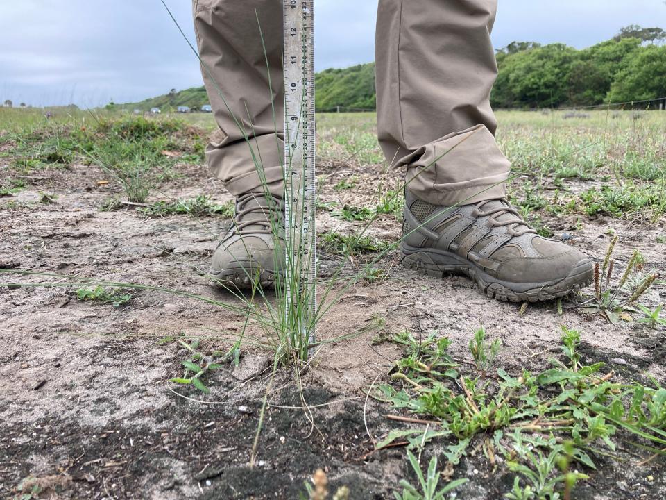 Joseph Colbert, who serves as wildlife manager at Jekyll Island Authority, stands beside a recently planted plug of Jekyll Island-native Muhly grass that volunteers assisted with two months ago.