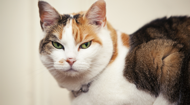 Basic White Girl For Gun Rights - Teach a cat to read, and you'll