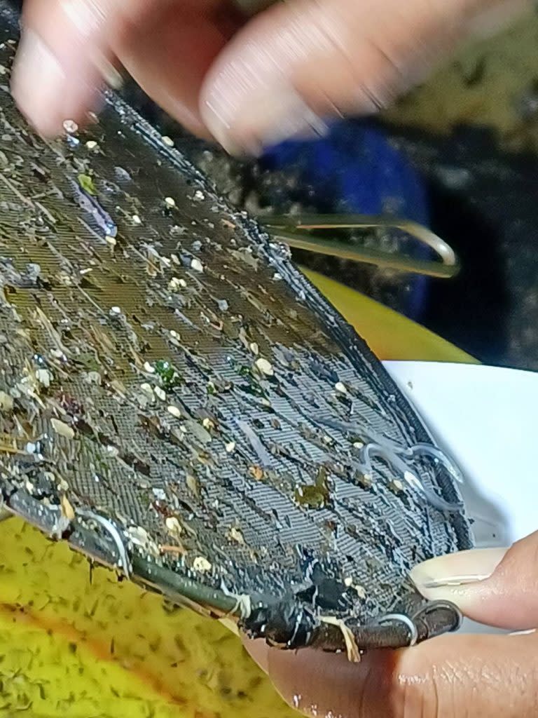 鰻魚苗季節，宜蘭沿海岸邊拖網拖到鰻魚苗。　　 （記者林坤瑋攝）
