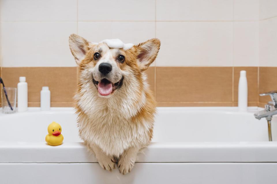 These Are the Best Dog Shampoos for a Happy, Healthy Pup