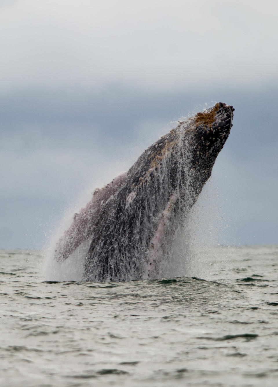 A Humpback whale jumps in the surface of the Pacific Ocean at the Uramba Bahia Malaga natural park in Colombia, on July 16, 2013. Humpback whales (Megaptera novaeangliae) migrate annually from the Antarctic Peninsula to peek into the Colombian Pacific Ocean coast, with an approximate distance of 8,500 km, to give birth and nurse their young. Humpback whales have a life cycle of 50 years or so and are about 18 meters long. AFP PHOTO/Luis ROBAYO        