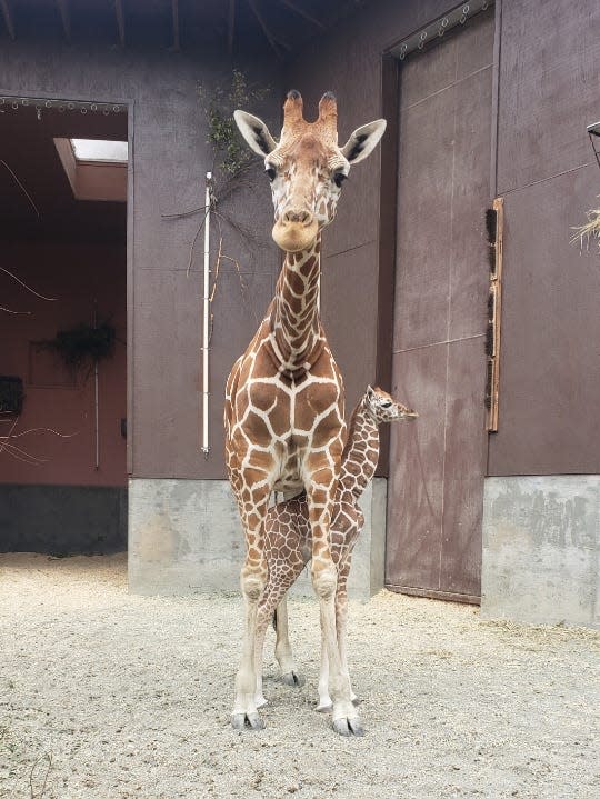 The Oakland Zoo in California has a new baby on board! Meet Kendi, a giraffe born in October 2023. According to the zoo, her name means “loved one” in Swahili.