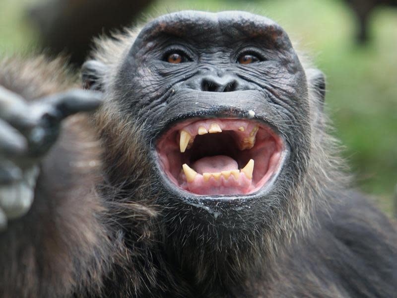 Vergessen, nicht ausgestorben: Schimpansen stehen im Vyanda Forest unter Schutz. Foto: epa/ Rungroj Yongrit