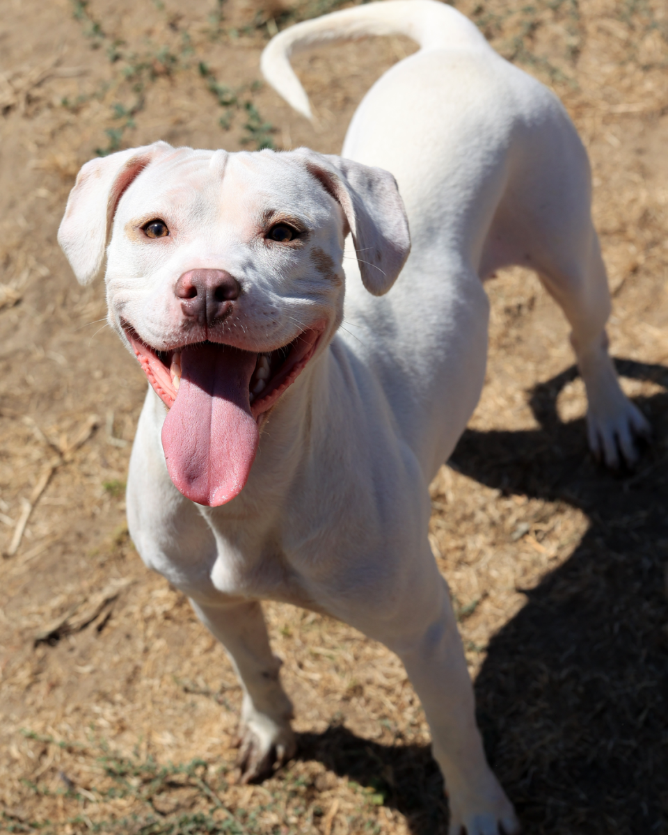 Blanca is available to add to your family. She is 4 years old and 40 pounds. If you are interested in adopting Blanca, she is in kennel 707 ID#A575201.