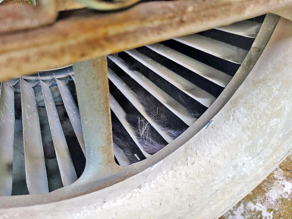 A few tufts of fur are all that are visible of the feral cat stuck in the turbine of the swamp cooler blower assembly.