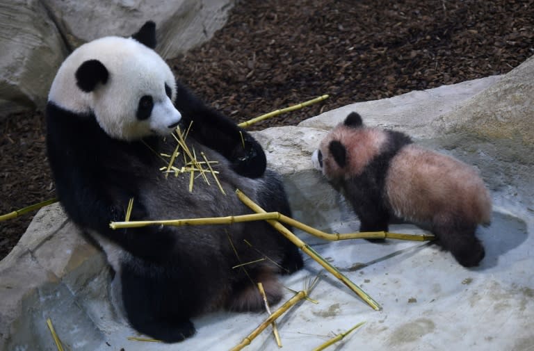 Panda cub Yuan Meng (R) and its mother Huan Huan, eating bamboo sticks, explore their new enclosure