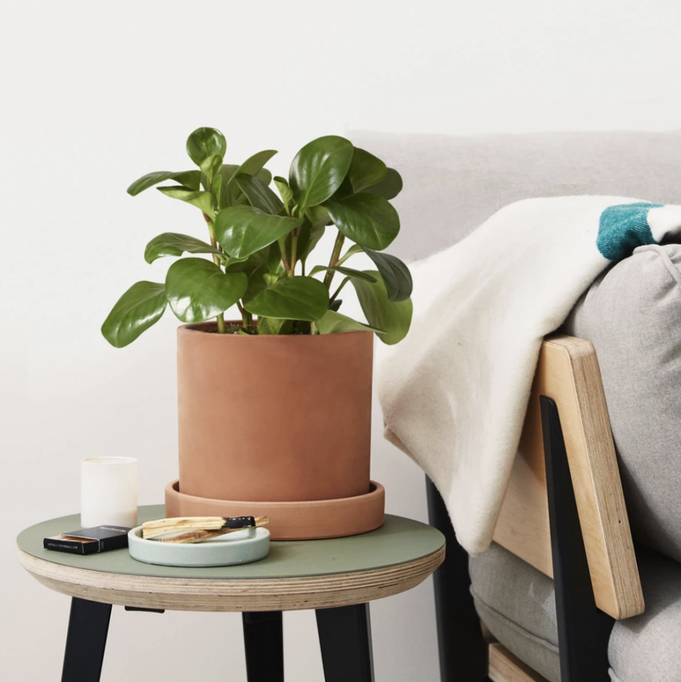 The Sill baby rubber plant, best gifts for vegans