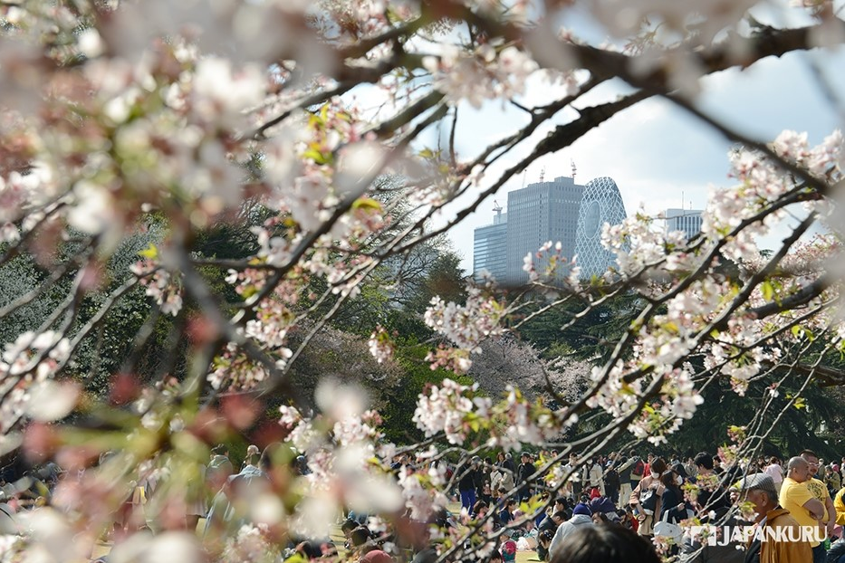 2024日本櫻花開花預測