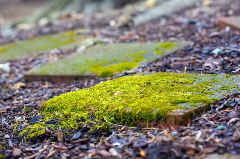 A square concrete patio paver (stepping stone) with moss covering it surrounded by mulch.