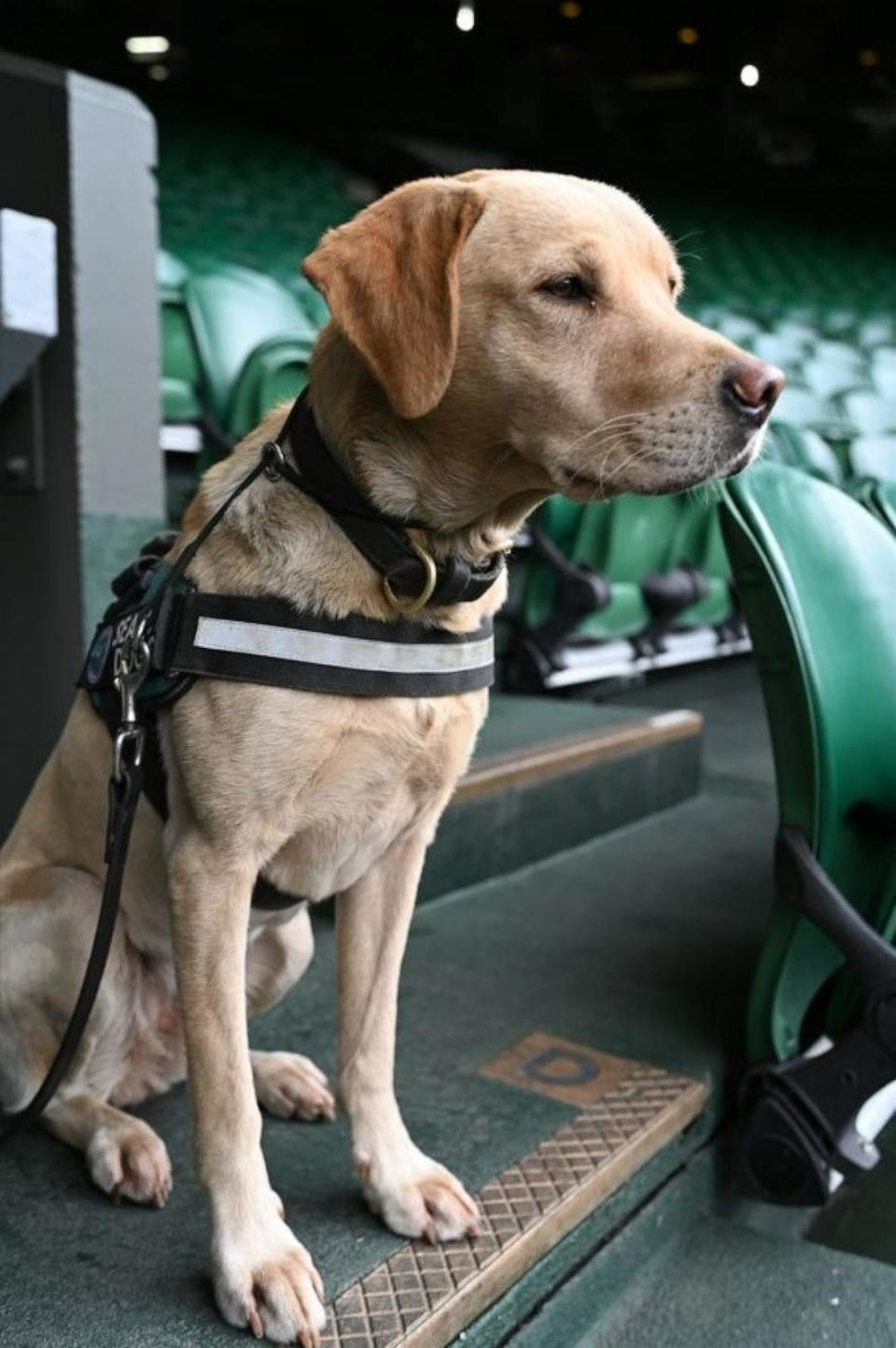 PHOTO: Flo the search dog watches over Centre Court on Sunday, July 7, 2024. (ABC News)