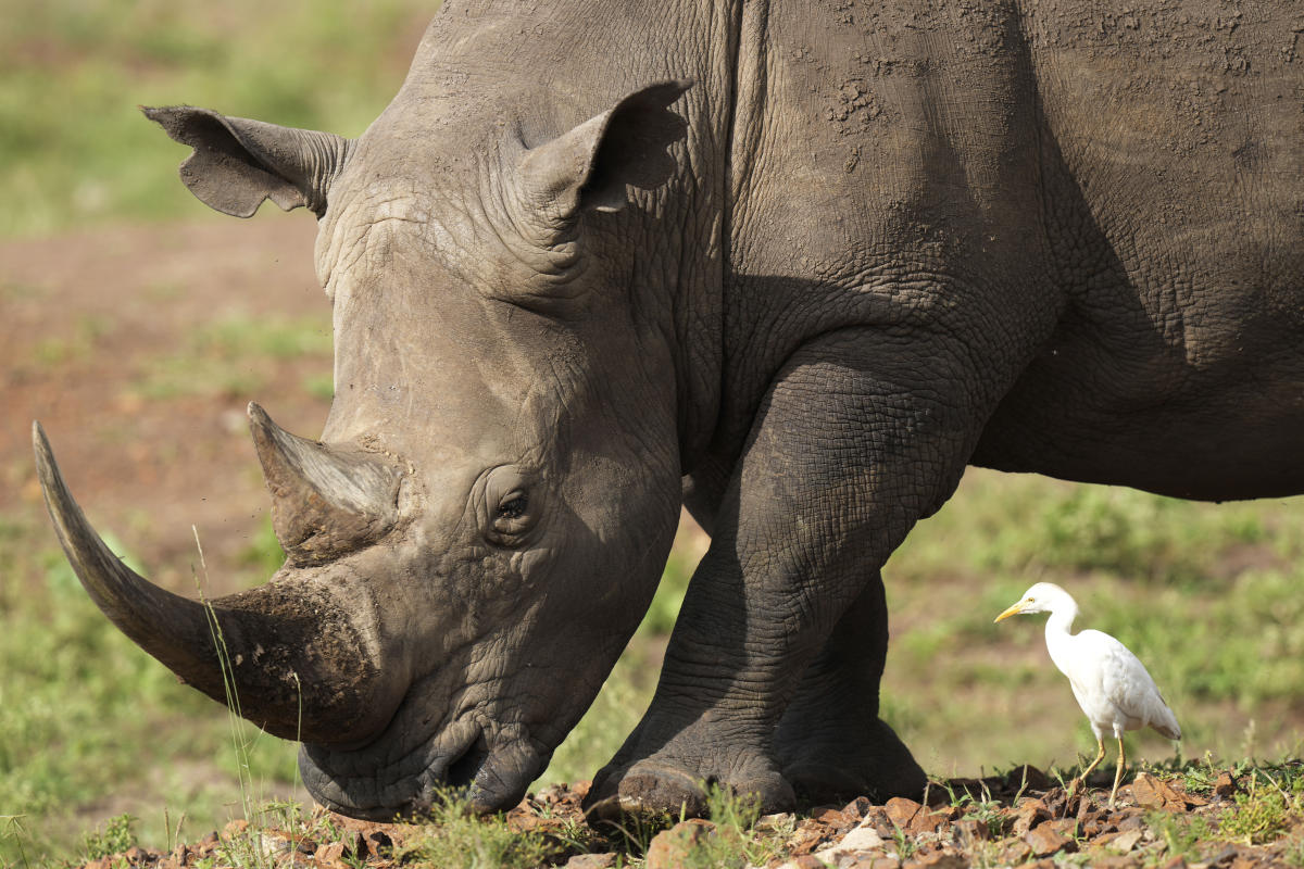 Rhino numbers have increased slightly, but poaching has also increased