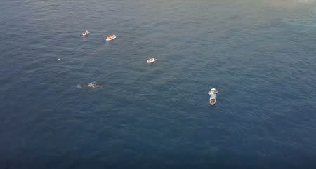 Tourist boats are seen near a humpback whale and her calf, near the French Indian Ocean island of La Reunion, October 17, 2018 in this still image taken from a video. Reuters TV via REUTERS