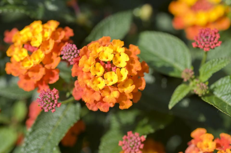 Lantana (Lantana camara) Professor Raoux