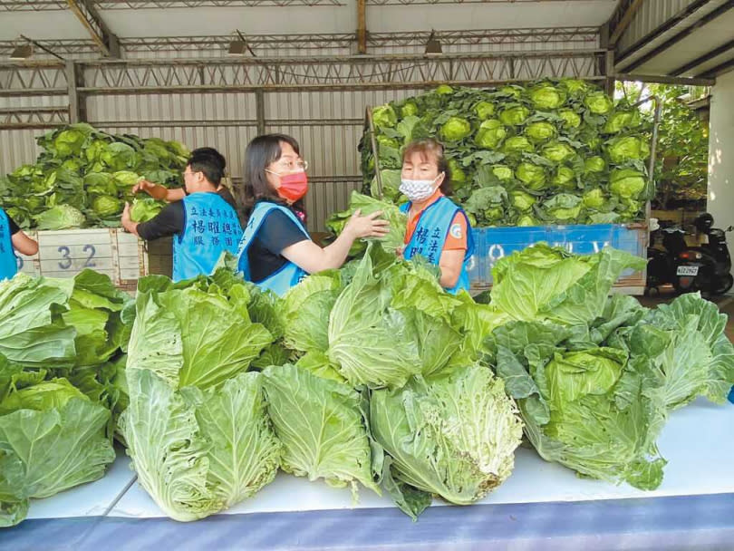 暖醫立委候選人楊曜聰買下1500顆高麗菜，全部免費贈送給民眾，菜農及民眾皆大歡喜。（圖／報系資料照）