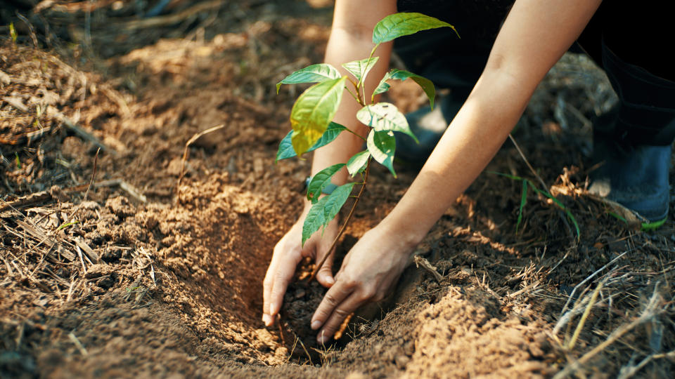 A person plants a small tree sapling in soil, hands carefully placing it into a hole prepared in the ground