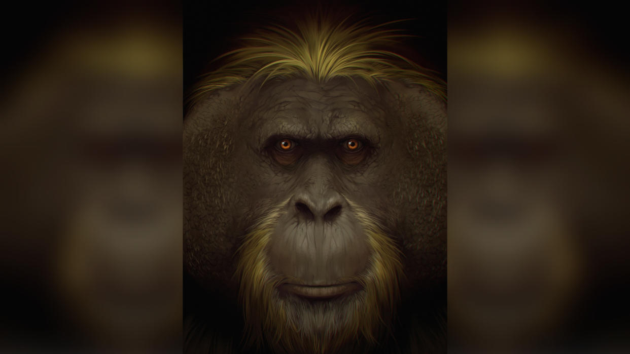  Artist impression of the giant ape, G. blacki. 