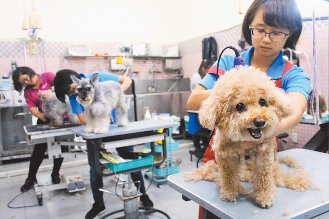 台灣寵物貓狗數量持續攀升，甚至就快要超越14歲以下孩童總人數，寵物美容需求大增，除了傳統的洗澡、修毛造型，還有紓壓按摩及SPA療程，不輸給一般人。（本報資料照片）